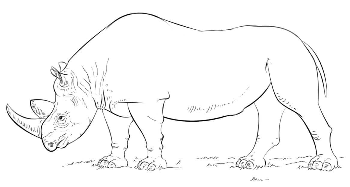 Rinoceronte Africano