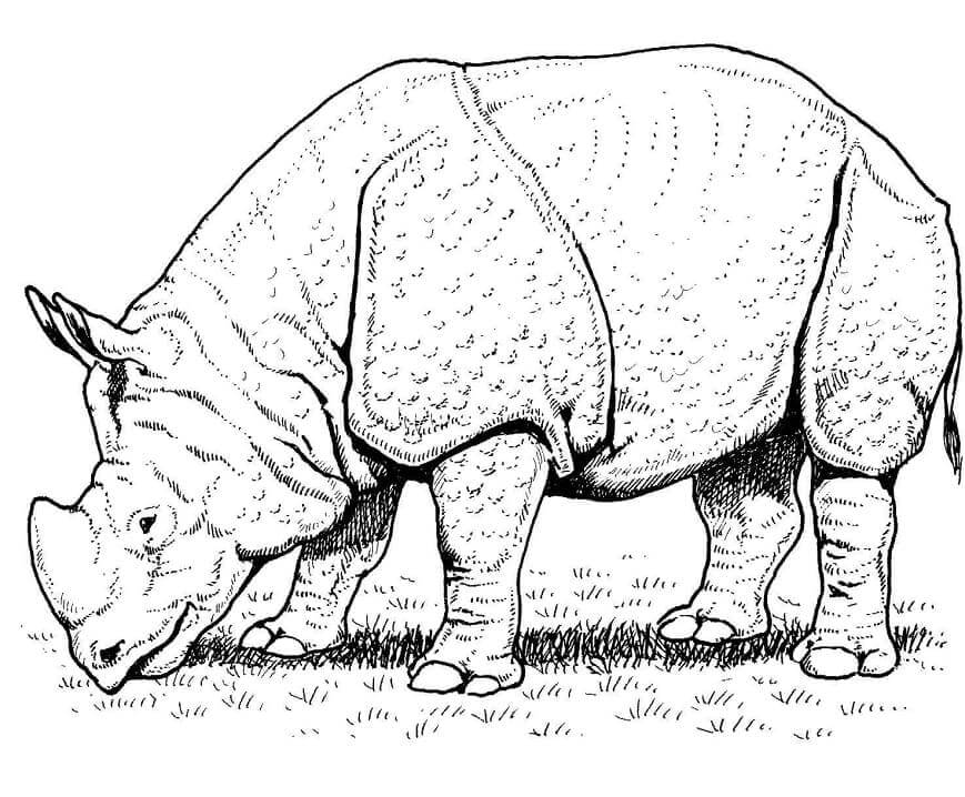 Rinoceronte Indio