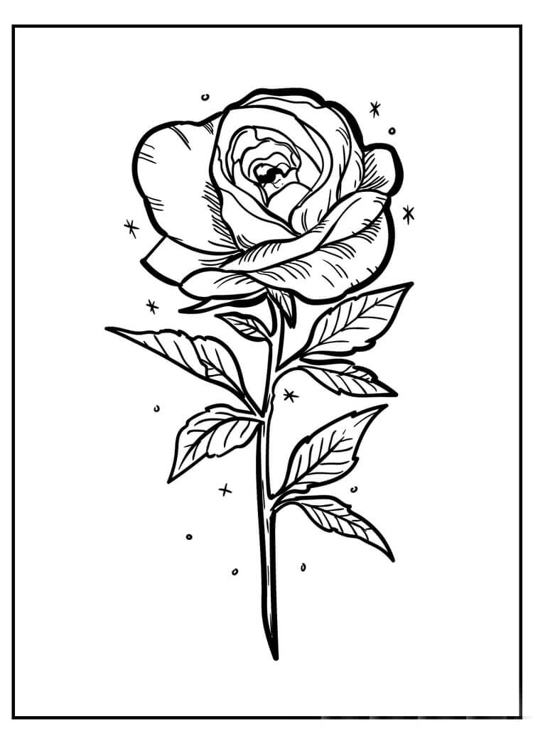 Rosa Básica
