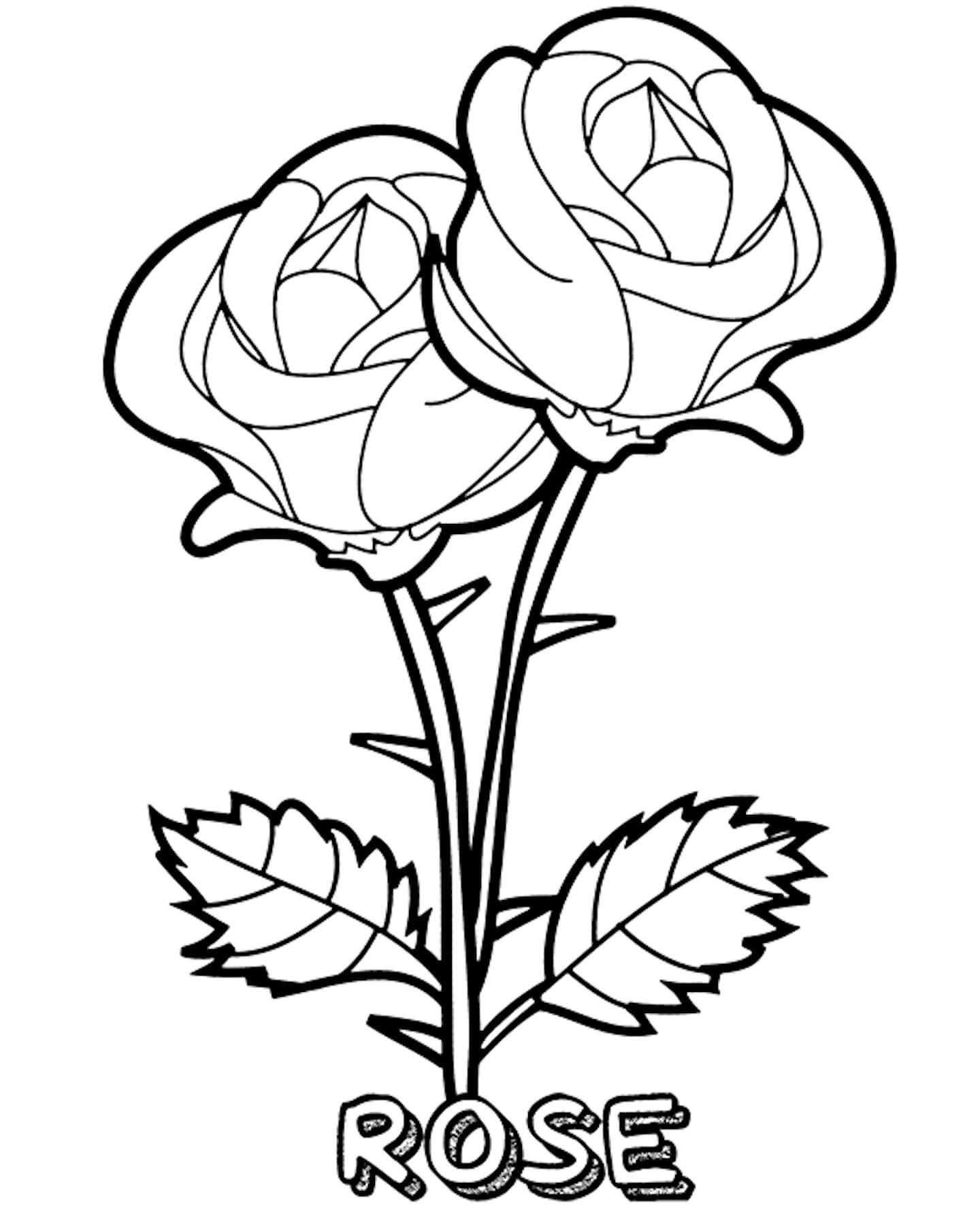 Rosa Gemela