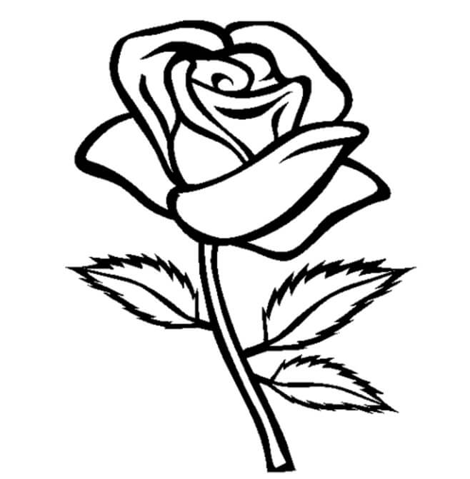 Rosa Impresionante