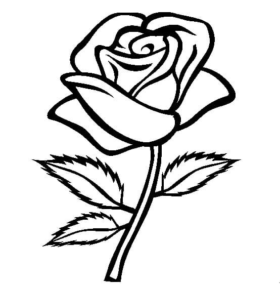 Rosa Normal