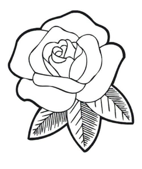 Rosa Simples