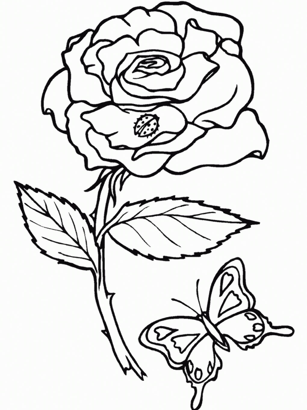 Rosa y Mariposa