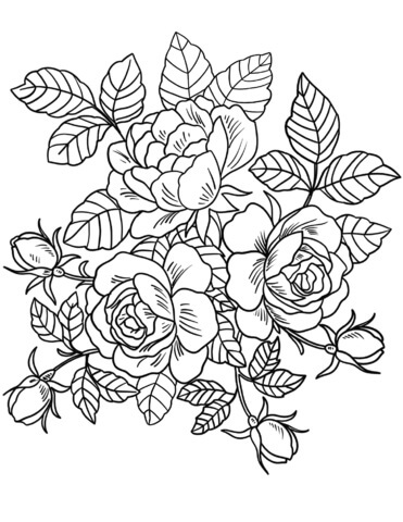 Rosas Hermosas