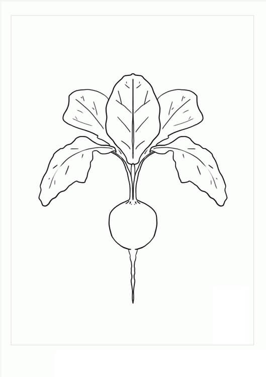 Rábano Cereza