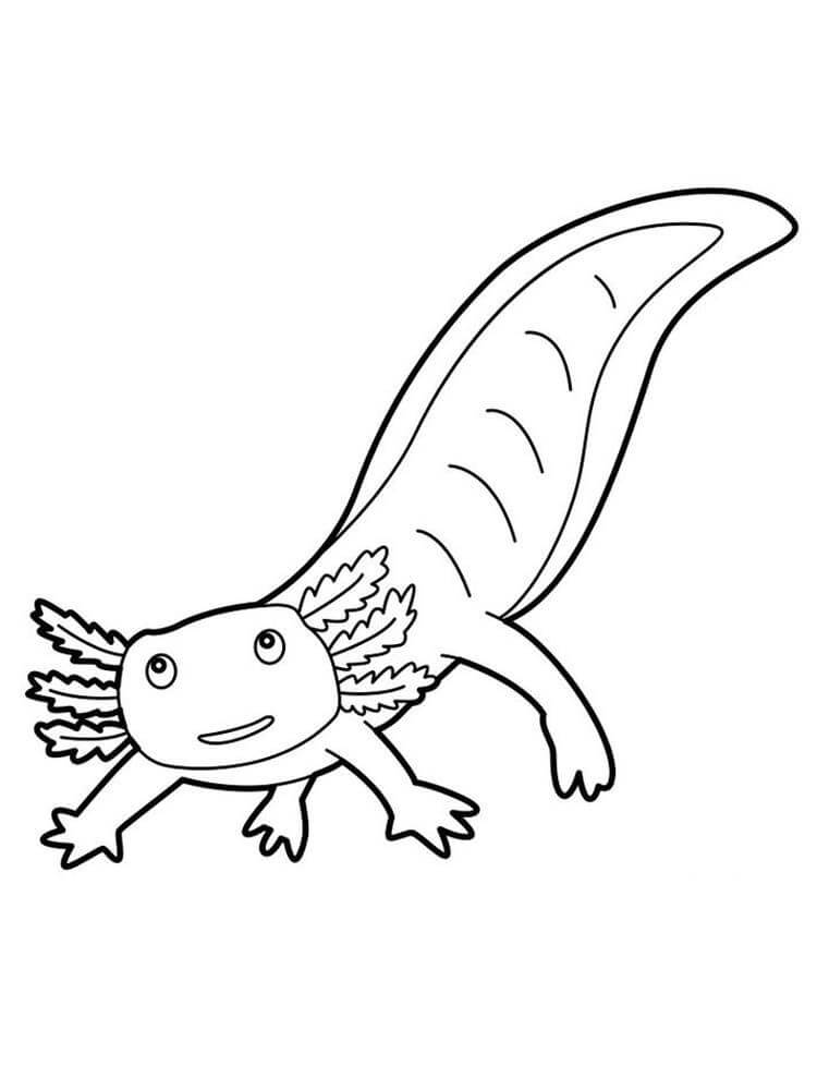 Salamandra Linda