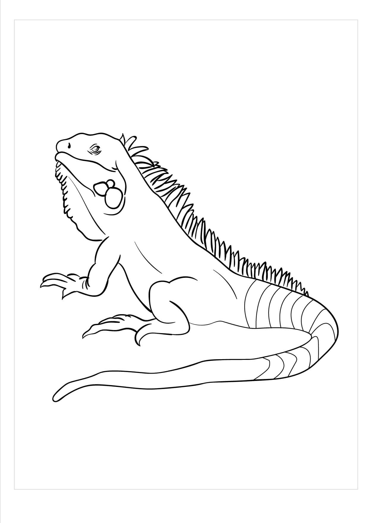 Anfibios