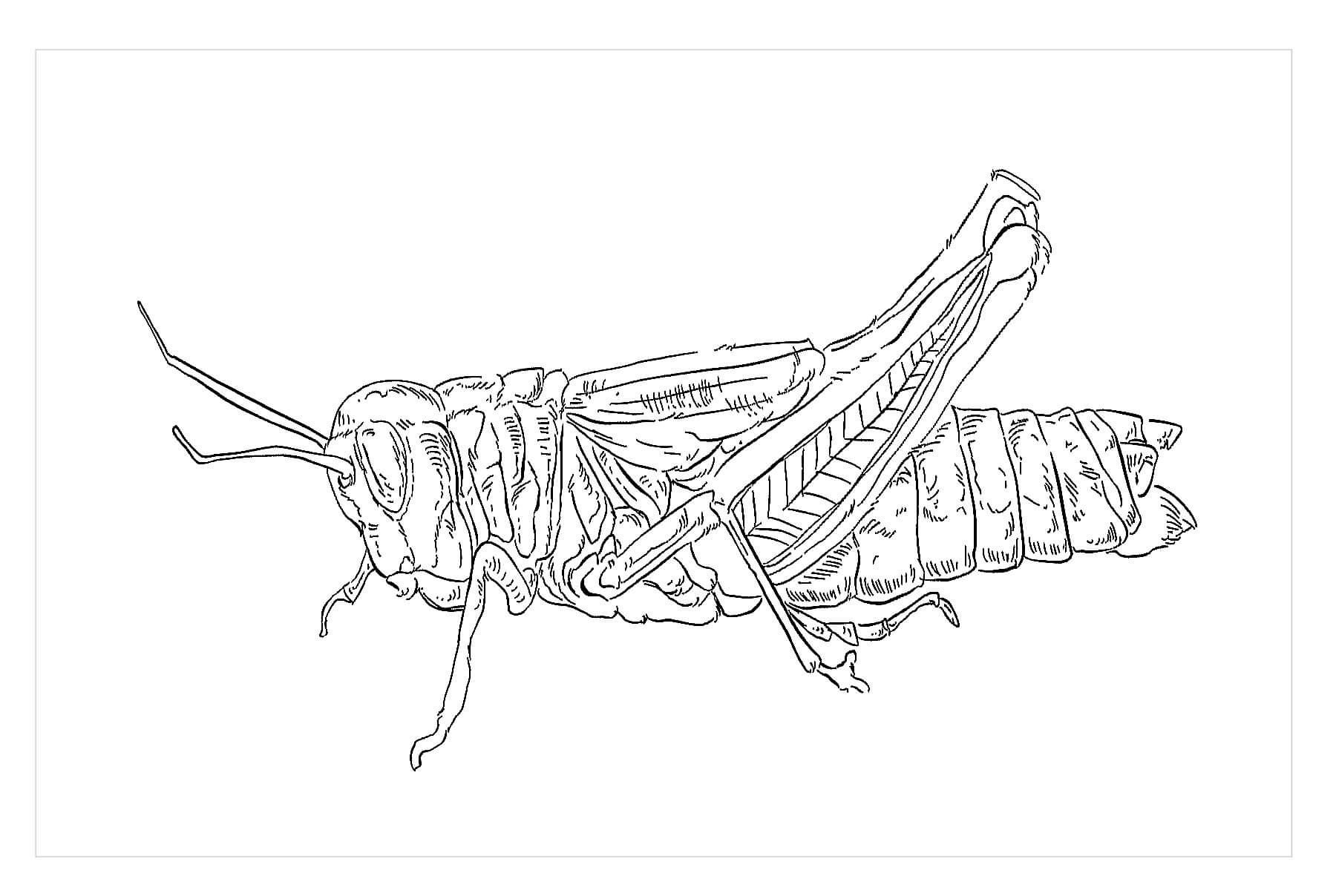Saltamontes Arcoiris