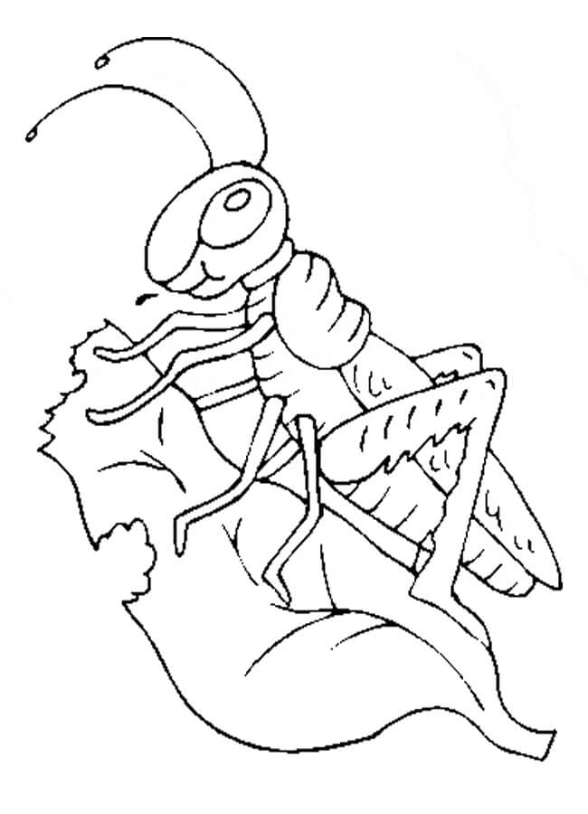 Saltamontes Comiendo Hierba