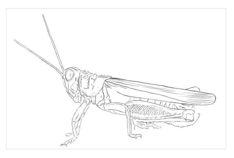 Saltamontes Diferencial
