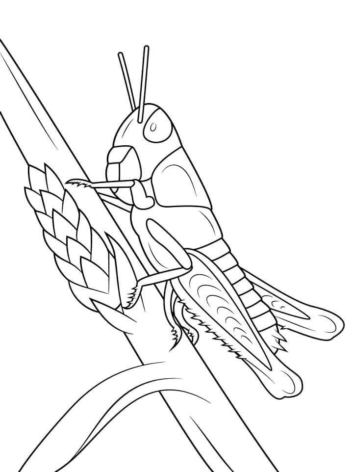 Saltamontes Joven