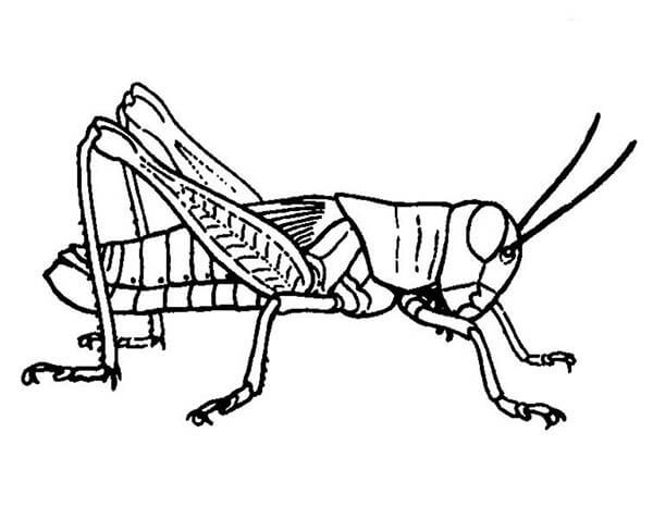 Saltamontes Normal