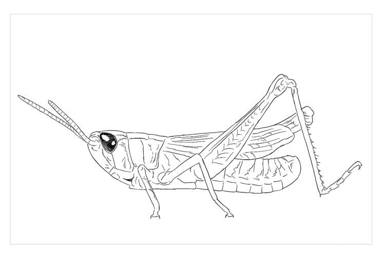 Saltamontes de Pradera