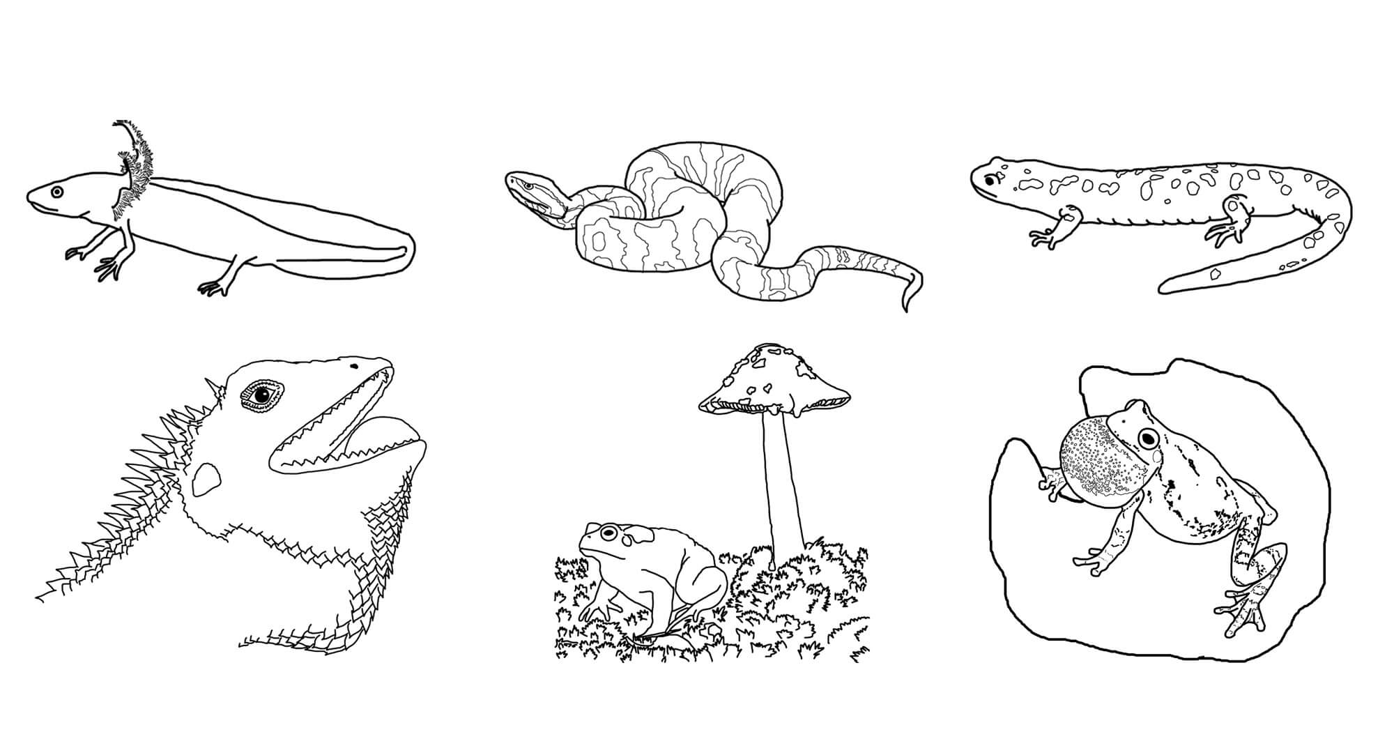 Seis Anfibios