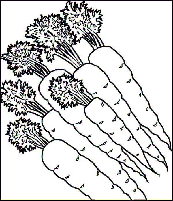 Seis Zanahorias