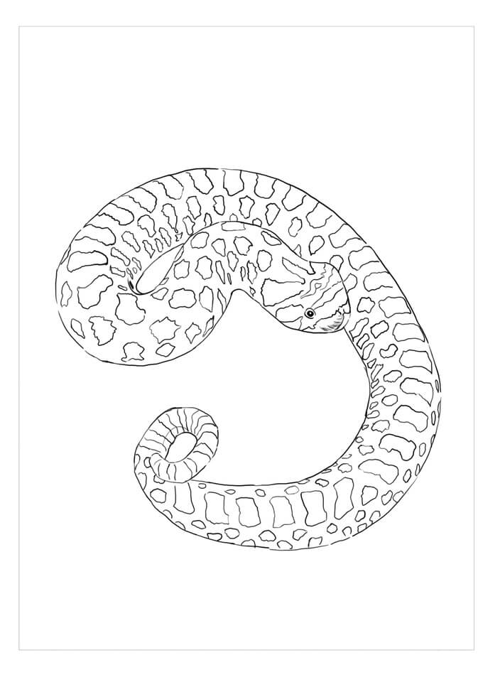 Serpiente Nariz de Cerdo