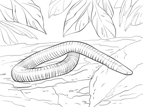 Serpiente de Anfibios