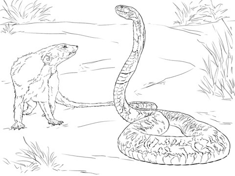 Serpiente y Tejón