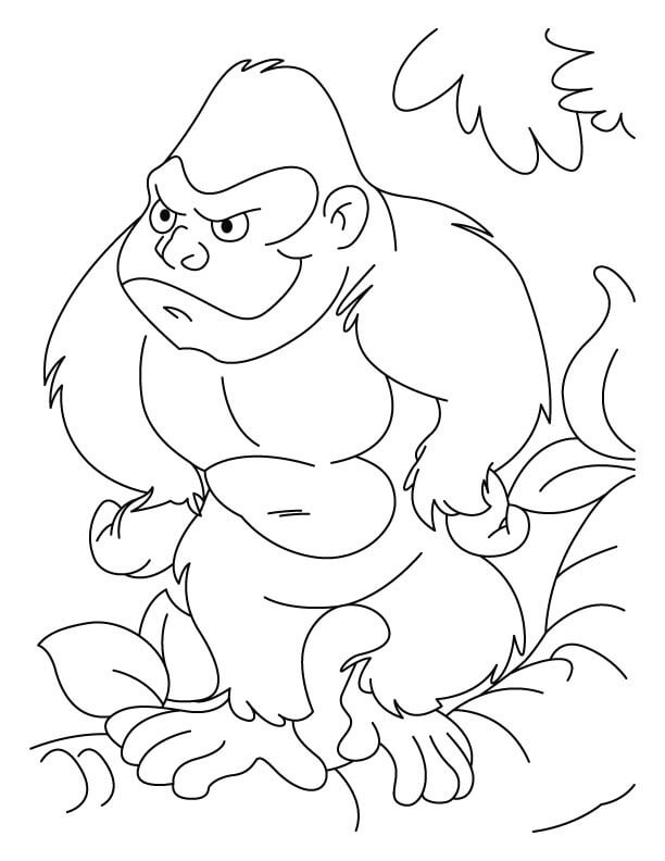 Apes