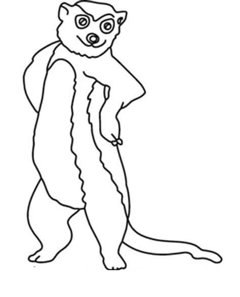 Suricata Fresco