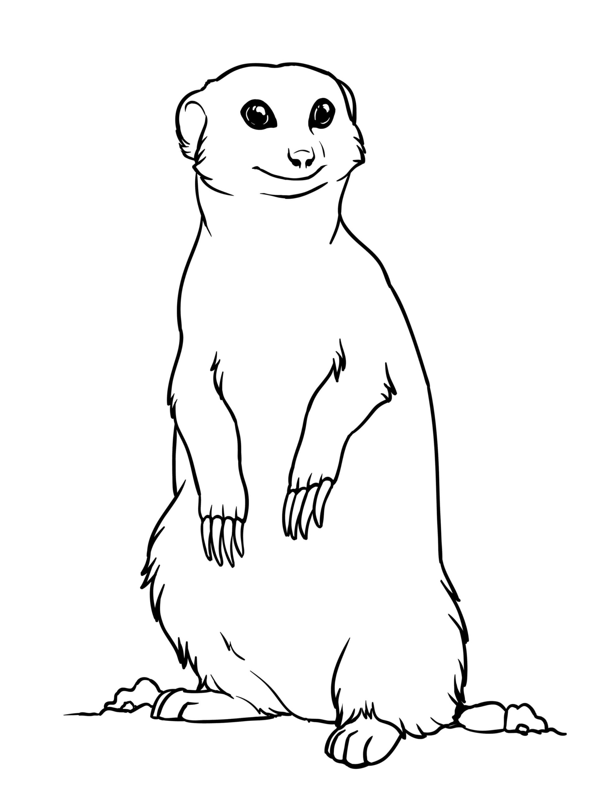 Suricata Imprimible