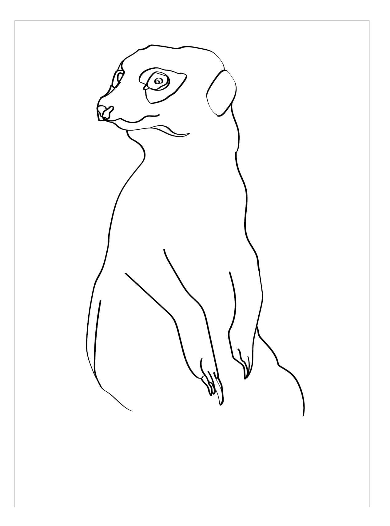 Suricata Normal