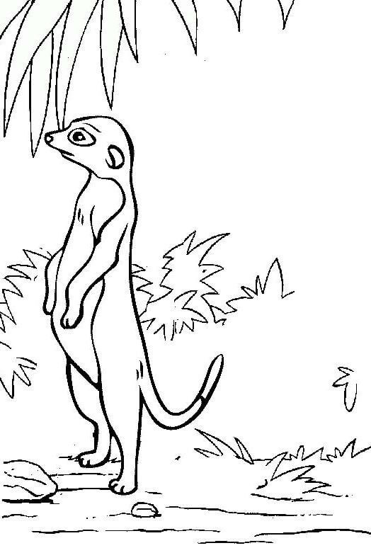 Suricata Perfecto