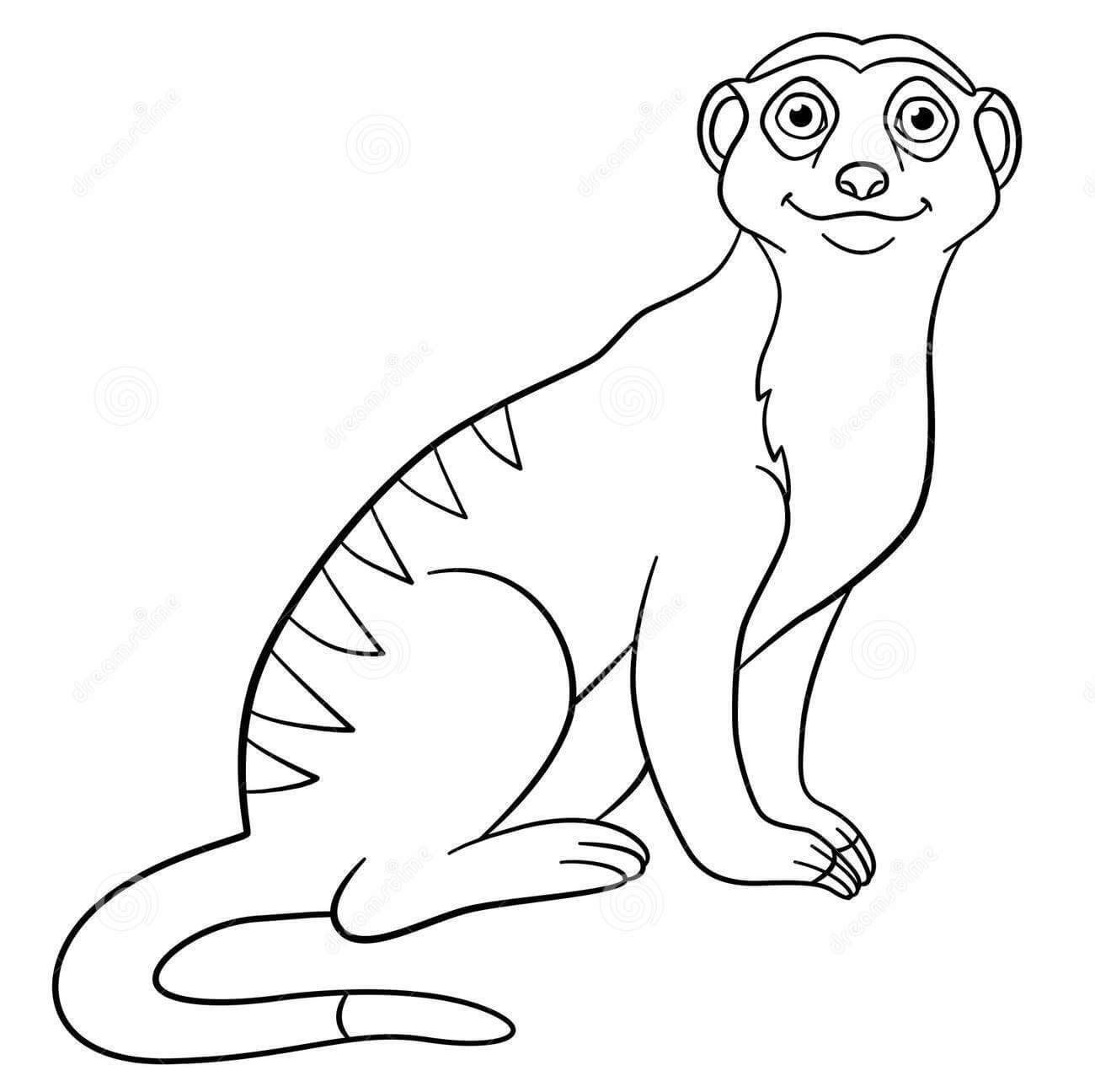 Suricata