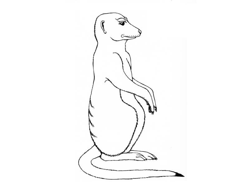 Suricata de Pie