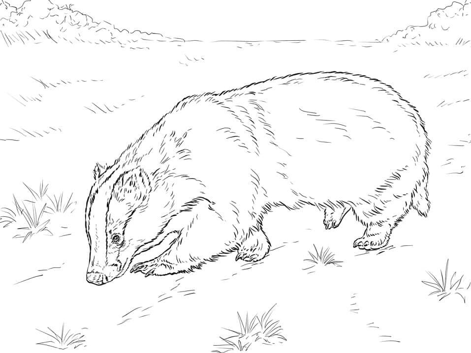 Tejón en Tierra