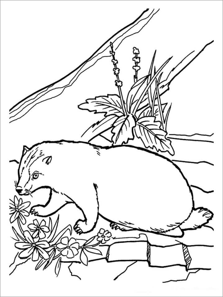 Tejón y Flores