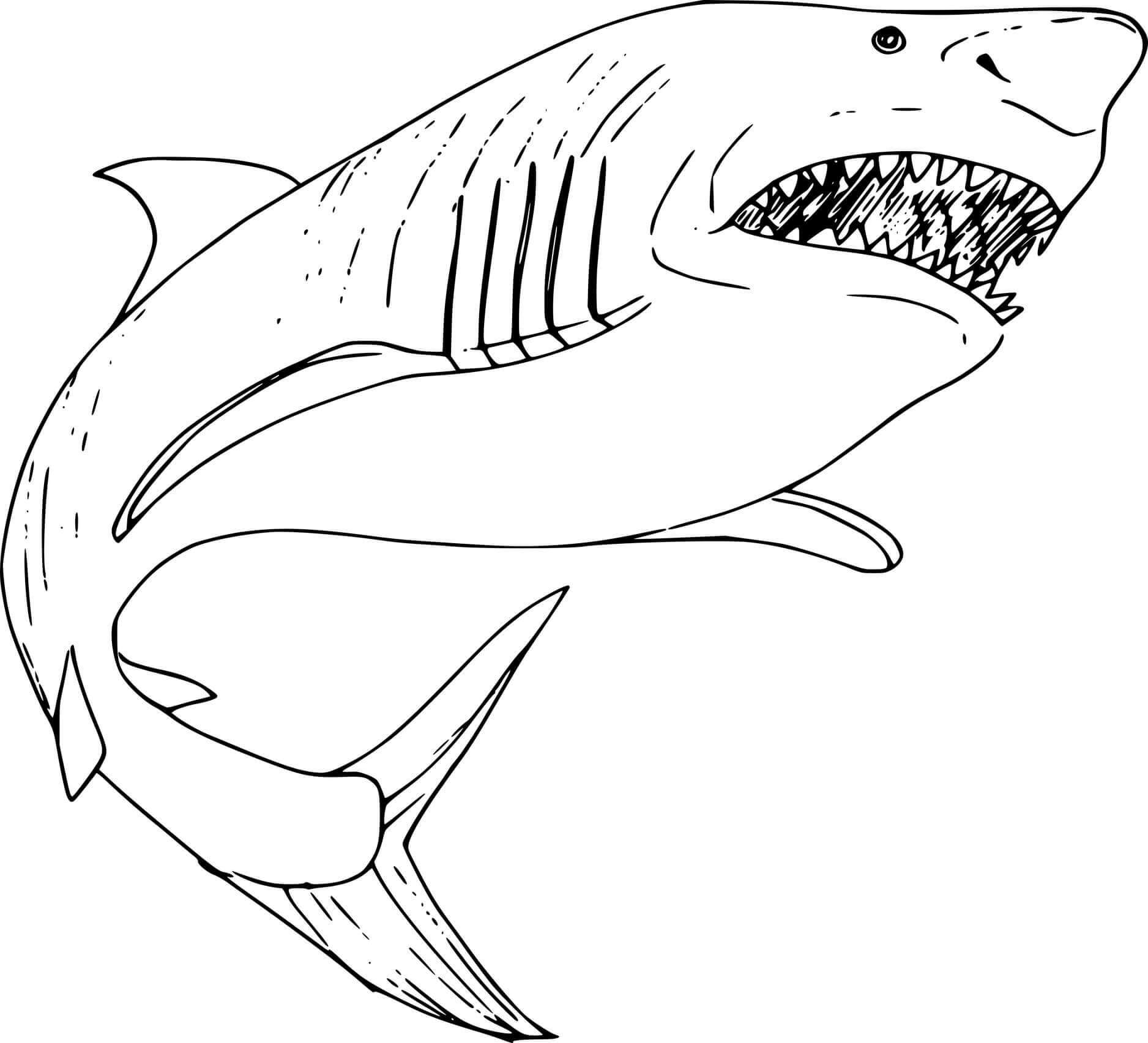 Tiburón
