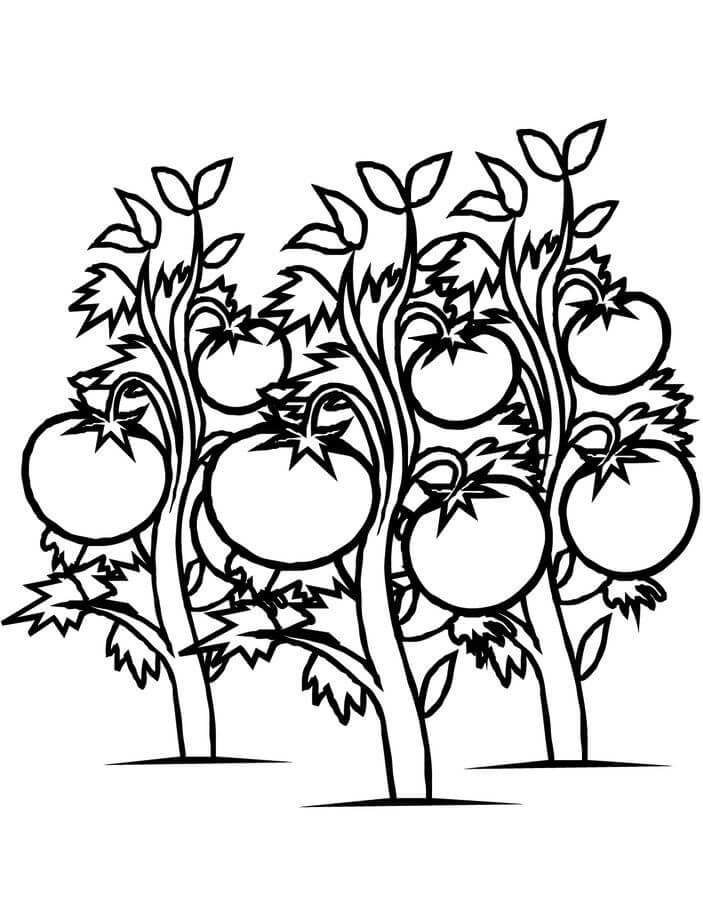 Tomate de Árbol