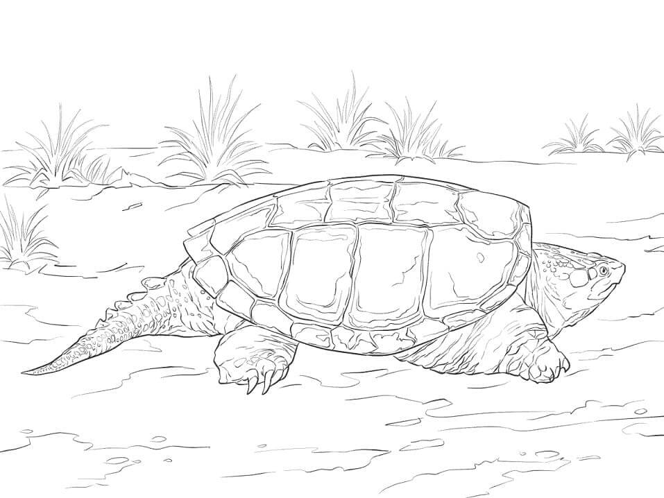 Tortuga Blanco y Negro