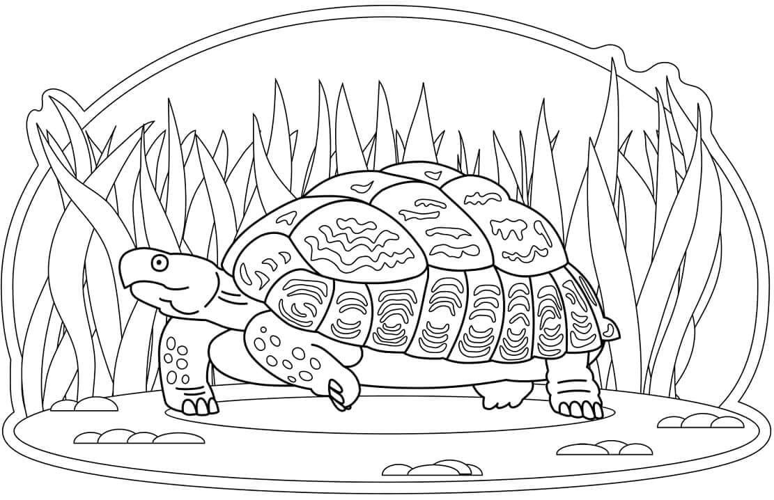 Tortuga Caminando