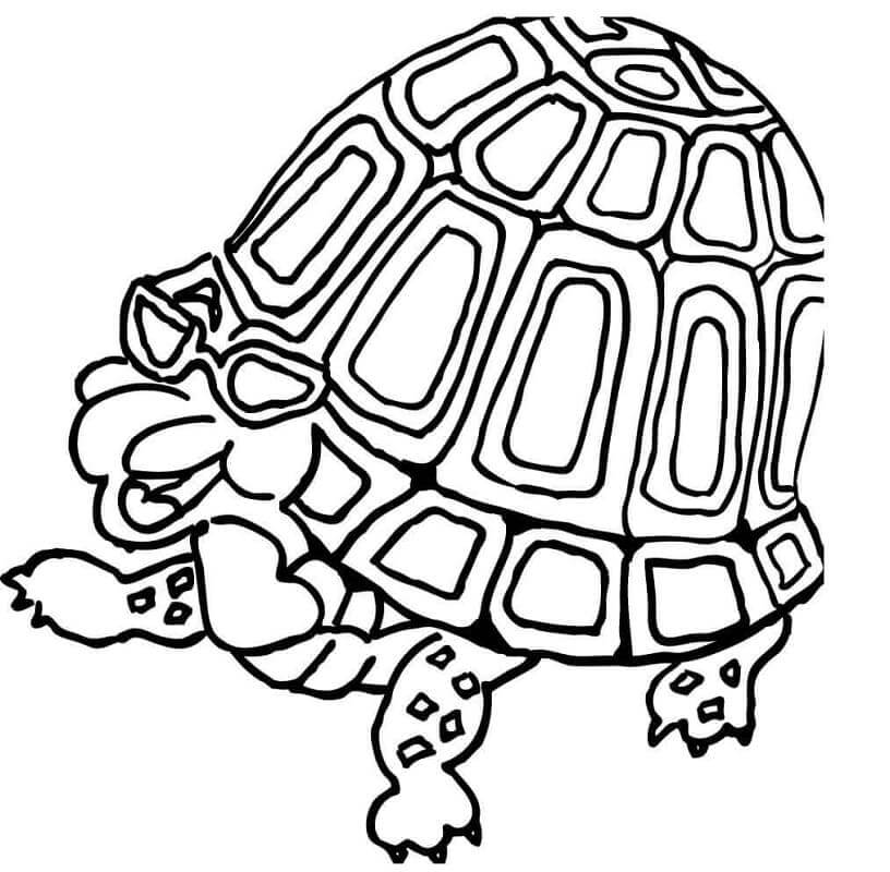 Tortuga Divertida