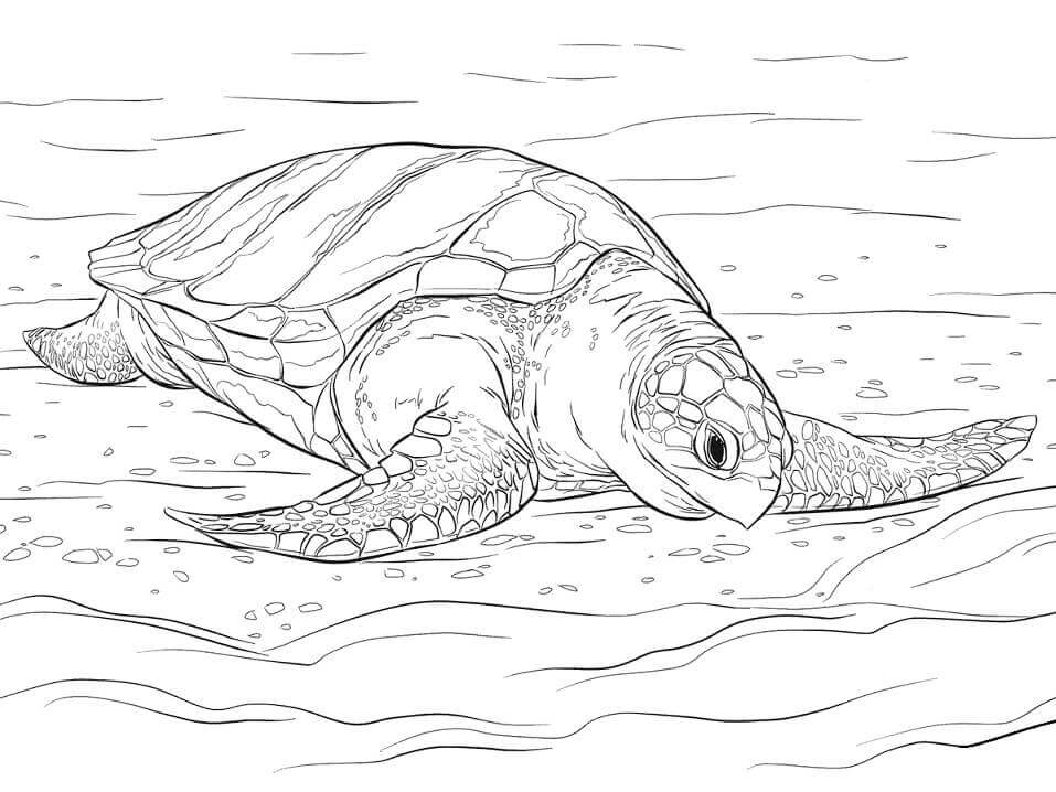Tortuga Golfina