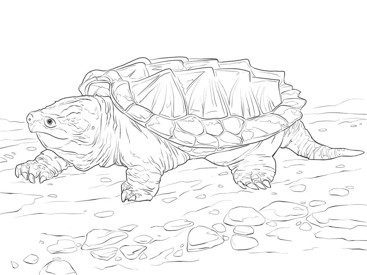 Tortuga Mordedora de Cocodrilo