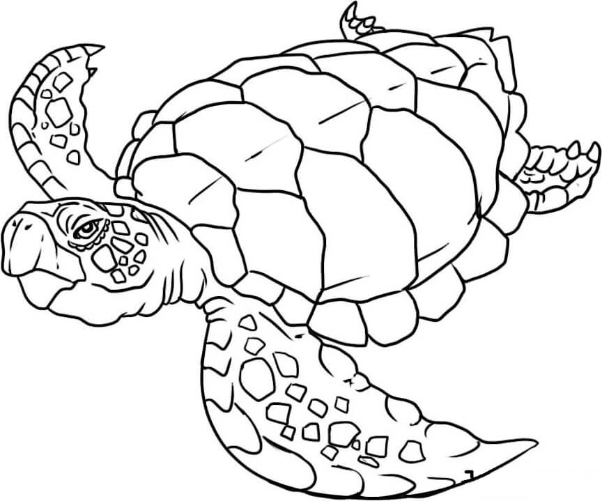 Tortuga Nadando
