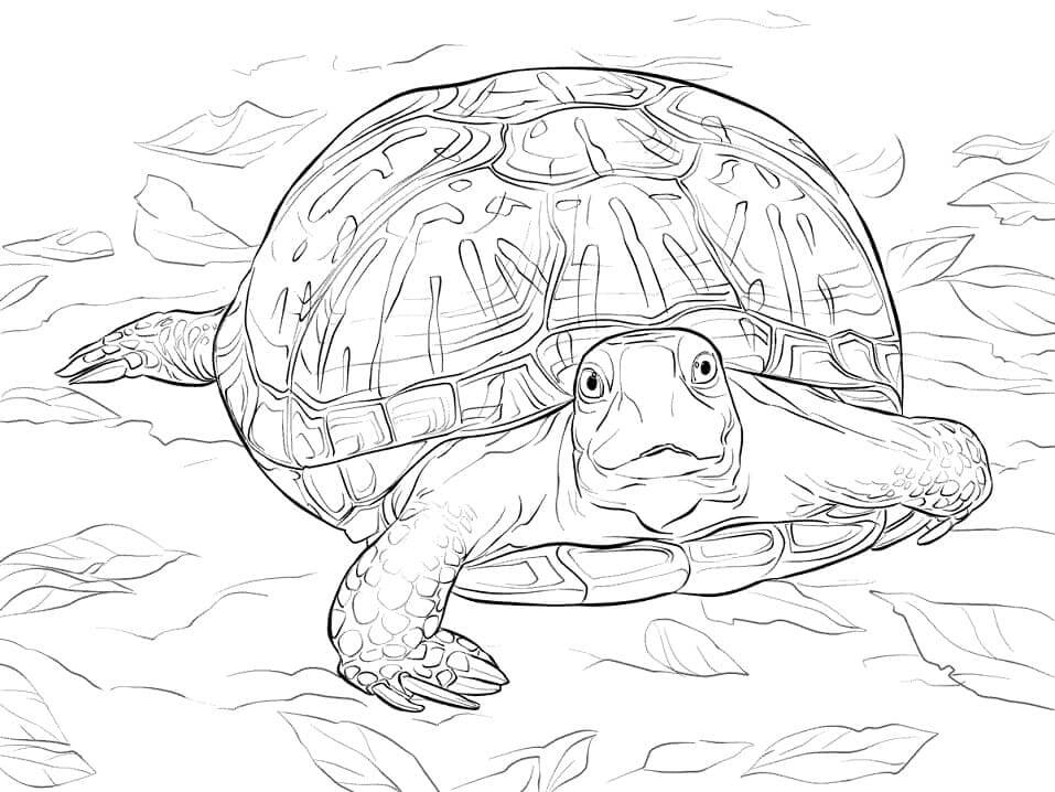Tortuga de Caja Adornada