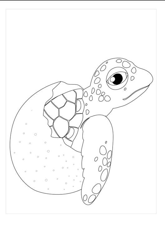 Tortuga en Huevo Roto