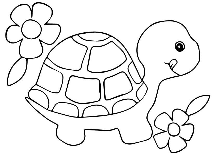 Tortuga