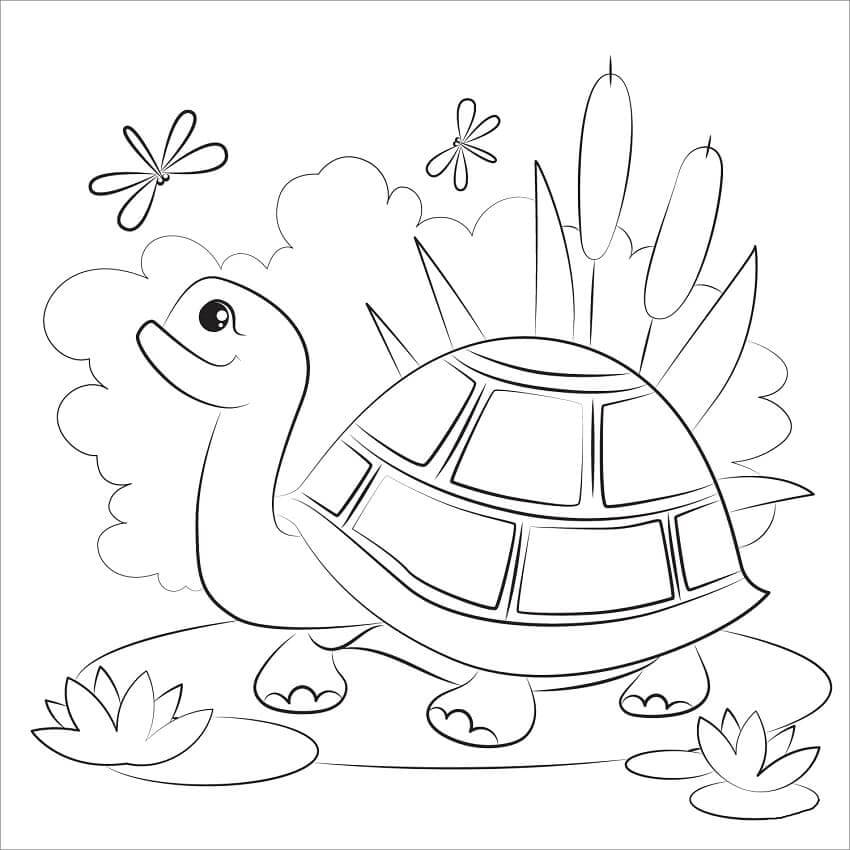 Tortuga y Libélula