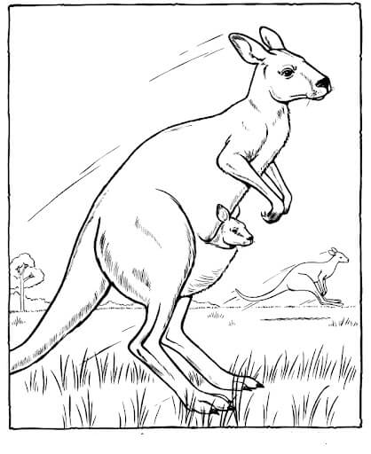 Tres Canguros en Australia