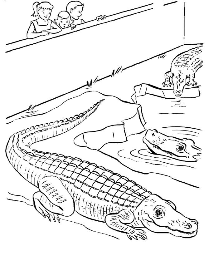 Tres Cocodrilos en el Zoológico