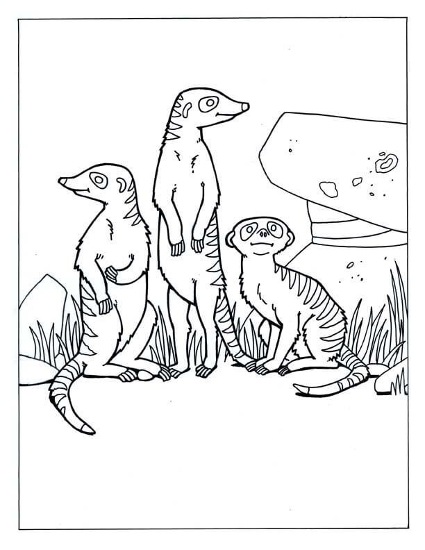 Tres Suricata Lindo