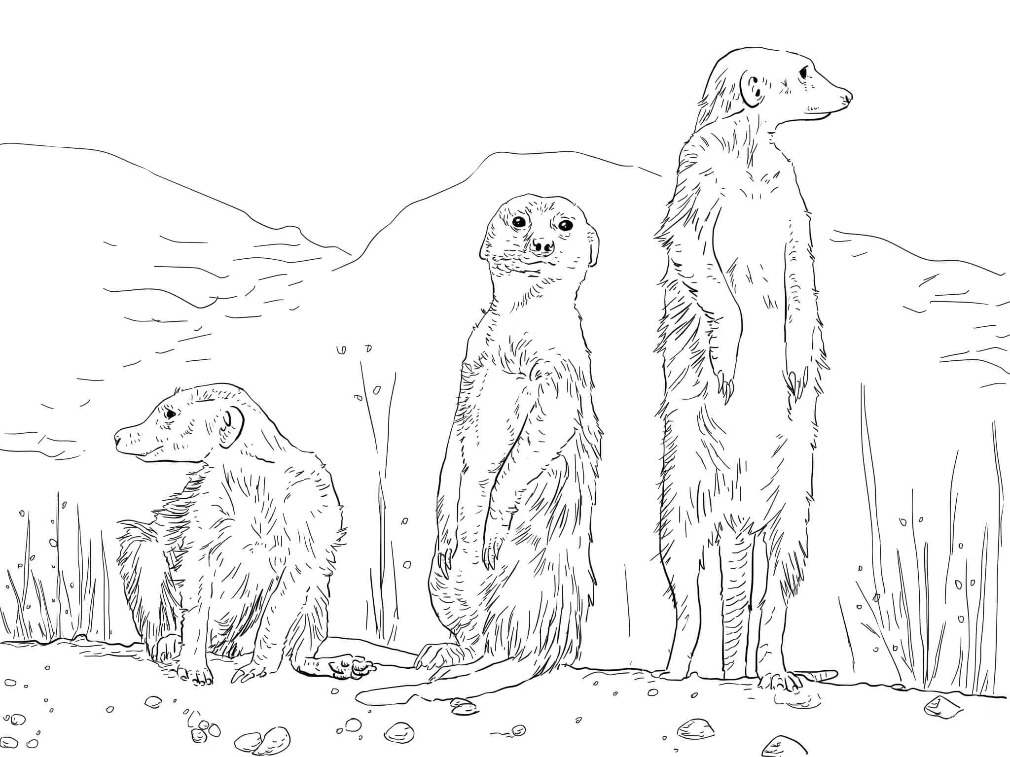 Tres Suricata