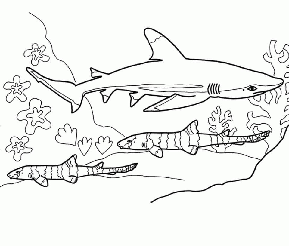 Tres Tiburones