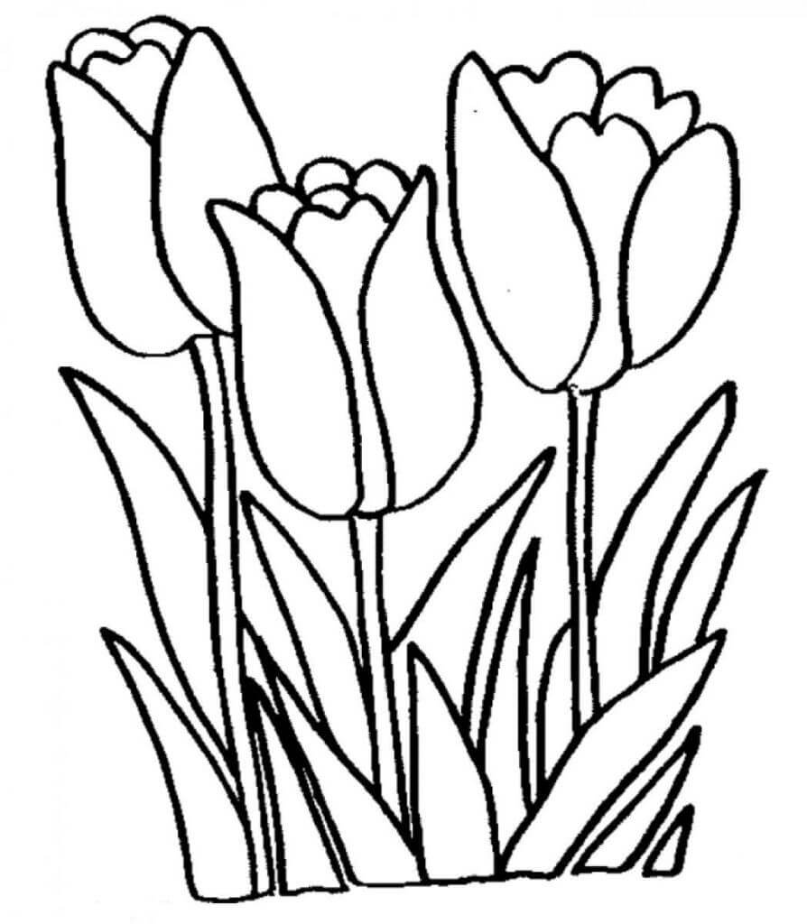 Tres Tulipanes